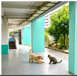serangoon-avenue-3 photo thumbnail #5